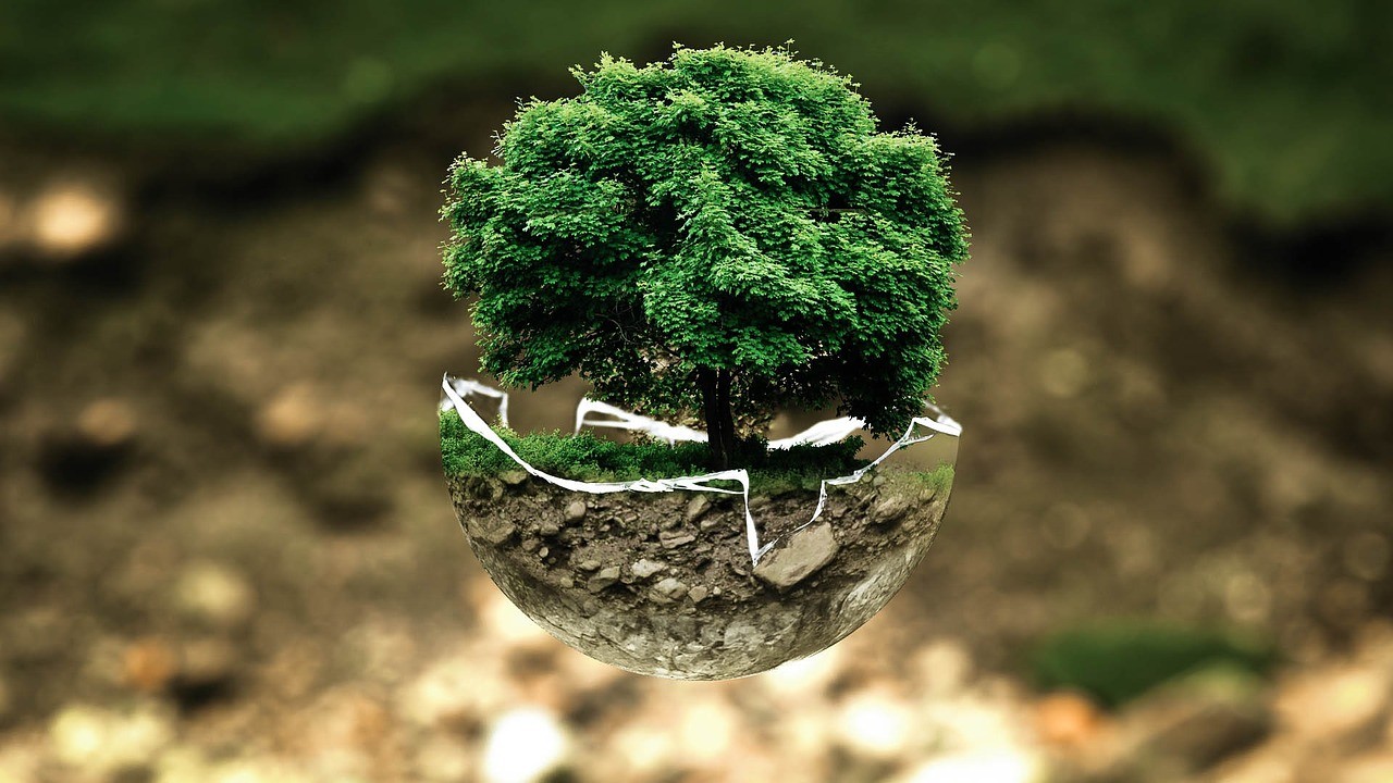 Bg planta